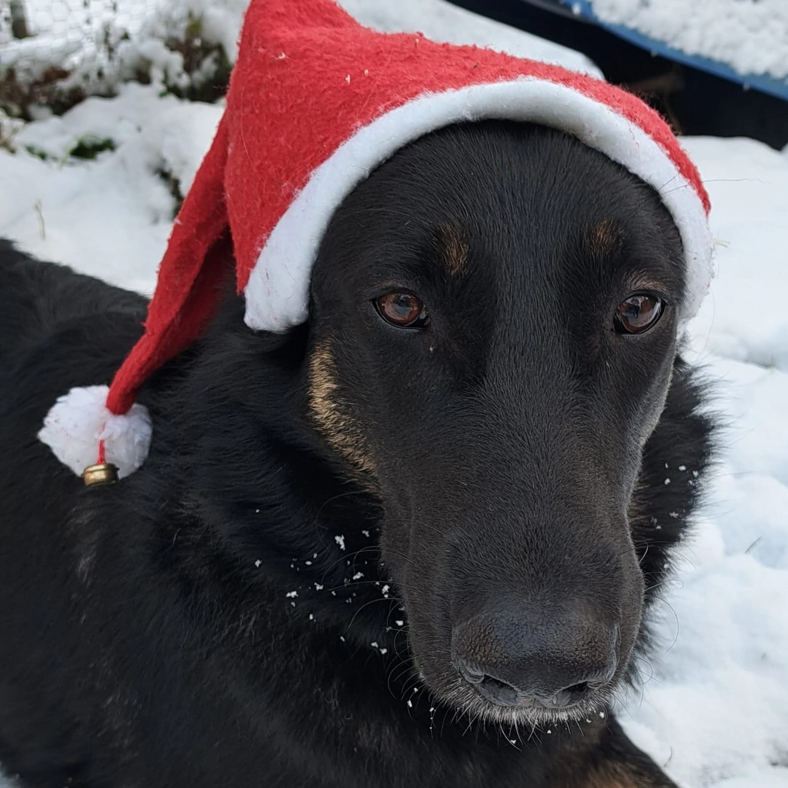 Wusch, ein schwarzer Hund mit roter Weihnachtsmütze, liegt im Schnee und schaut an der Kamera vorbei.