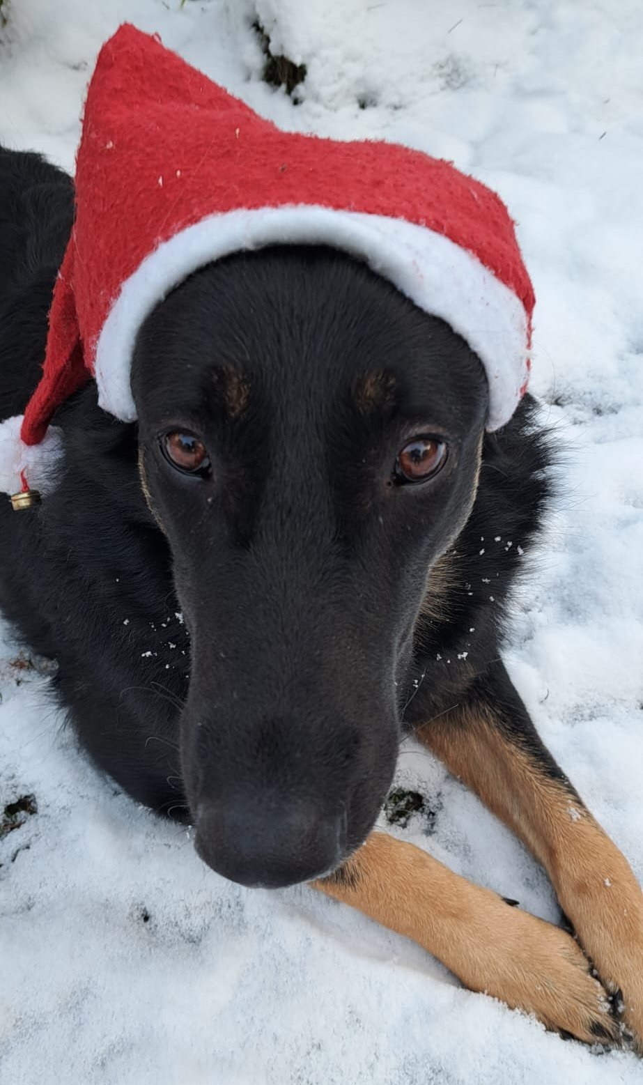 Wusch, ein schwarzer Hund mit roter Weihnachtsmütze, liegt im Schnee und schaut in die Kamera.