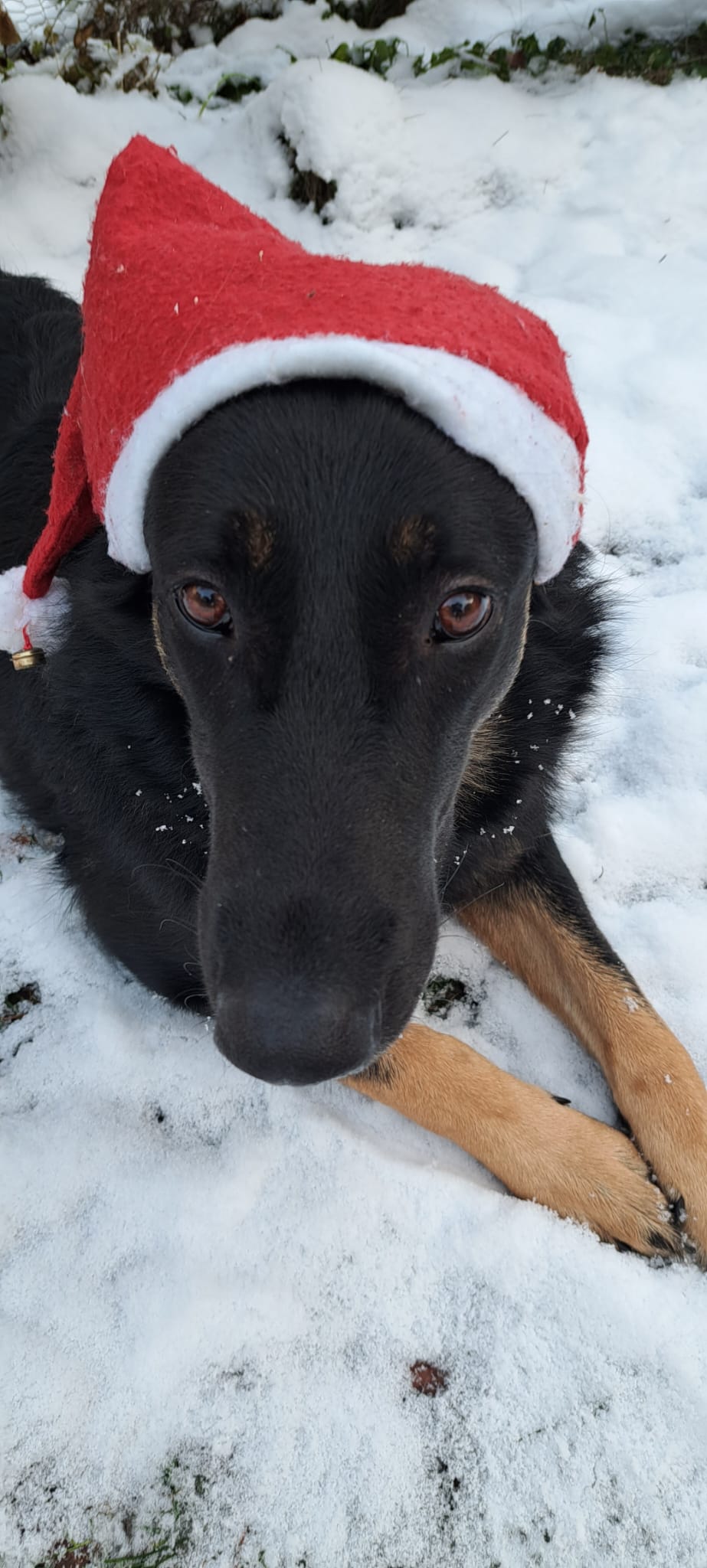 Weihnachtswusch, ein schwarzer Hund mit braunen Augen und roter Weihnachtsmütze, liegt im Schnee
